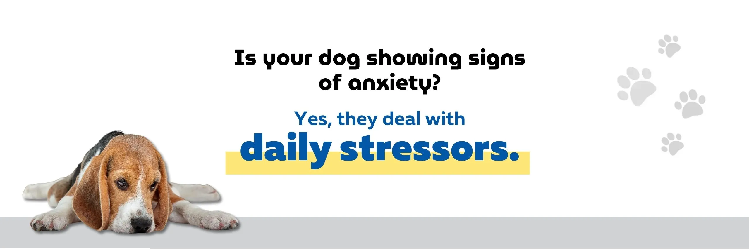 Is your dog showing signs of anxiety