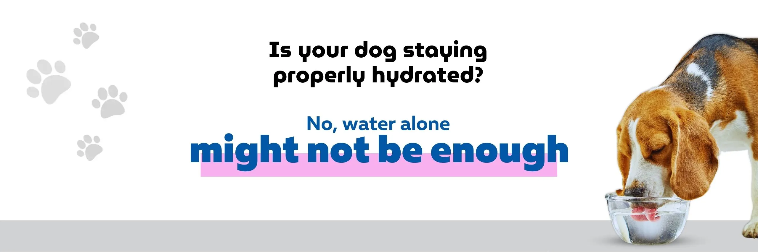 Is your dog staying properly hydrated