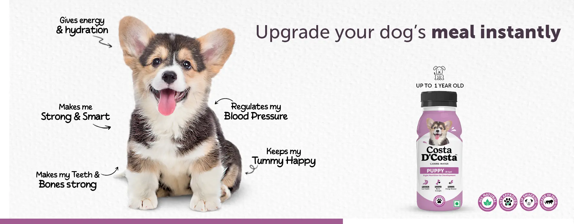 upgrade your dog meal instantly